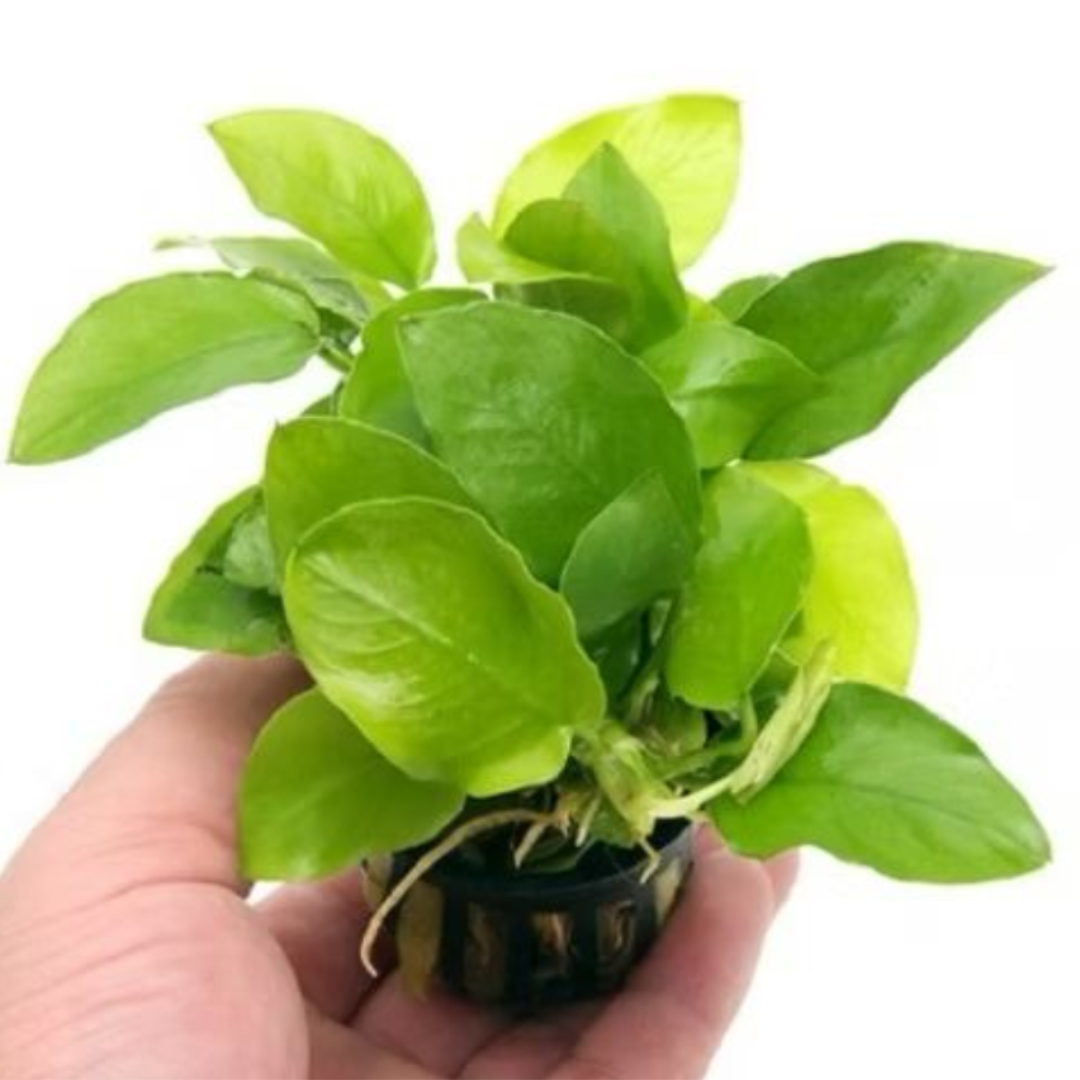 Anubia barteri var. Nana
