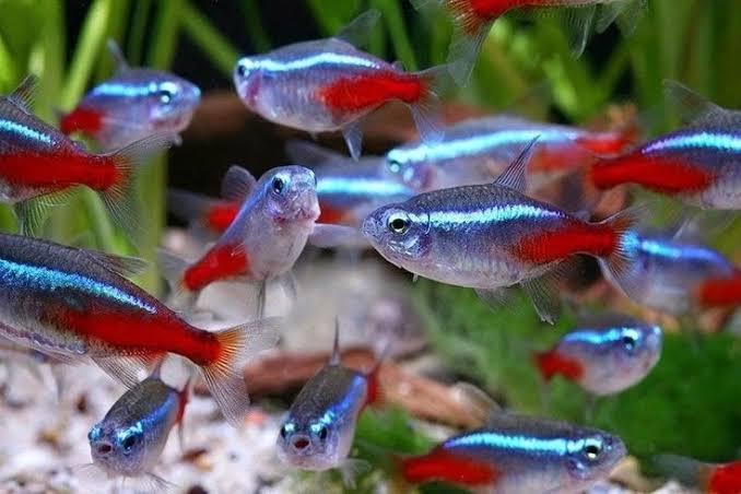 Tetra Neon cardinal