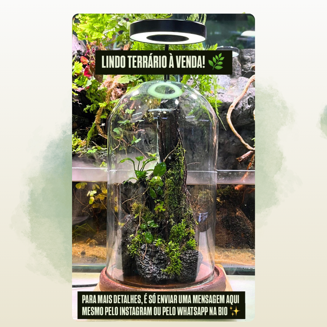 Terrário 1
