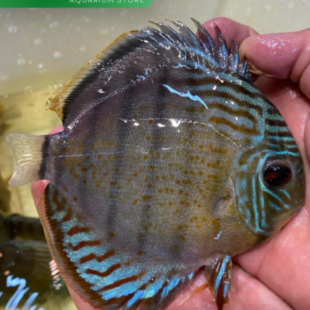 Green Red spotted Tefé