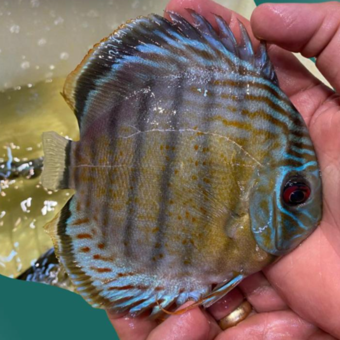 Green Tefé red spotted