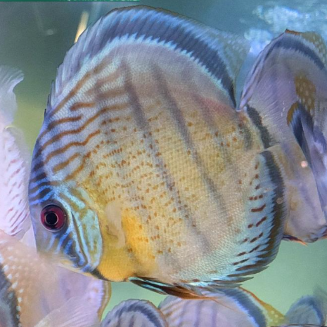 Green tefe red spotted