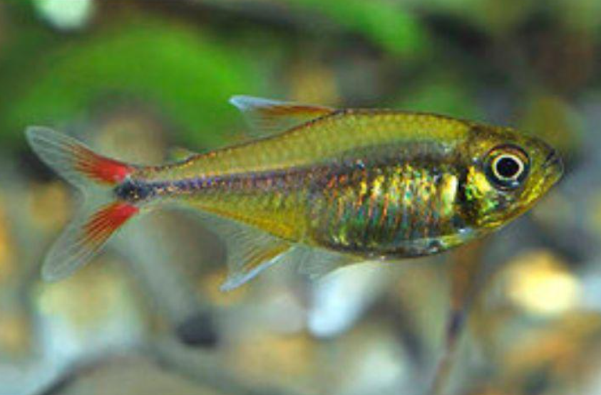 Tetra mc donald (Hemigrammus rodwayi)