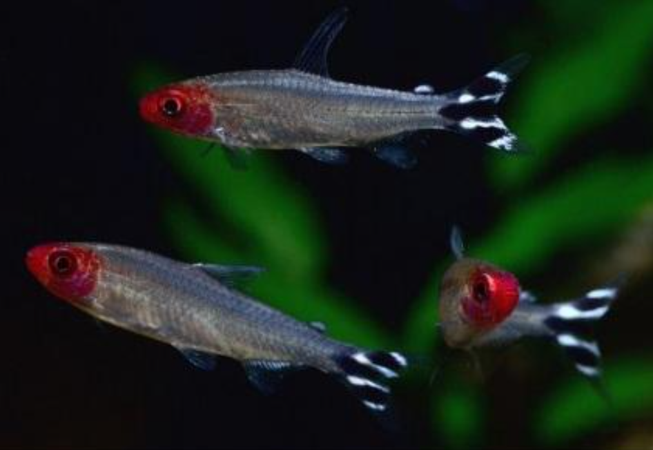 Tetra Rodóstomo (Hemigrammus rhodostomus)