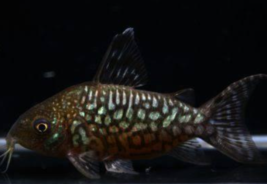 Corydora Pantanalensis