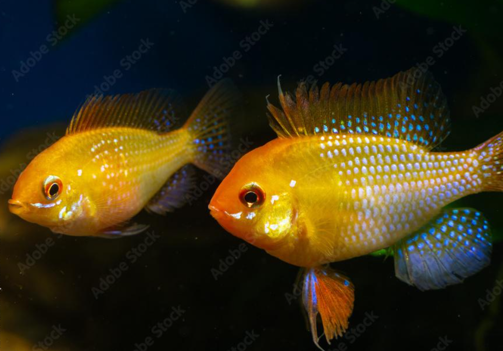 Ramirezi Ouro (Mikrogeophagus ramirezi)