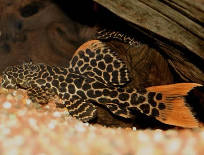 Leopardo Pleco L114 (Pseudacanthicus cf. leopardus)