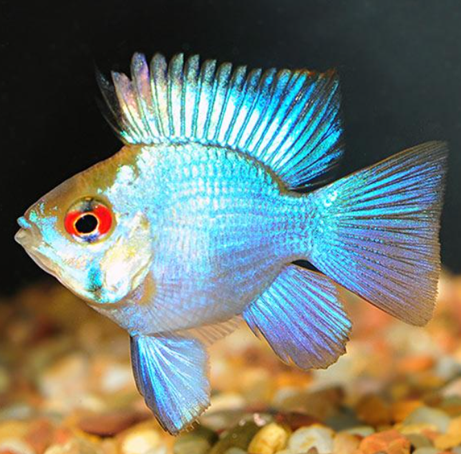 Ramirezi Eletric Blue Balão (Mikrogeophagus ramirezi)