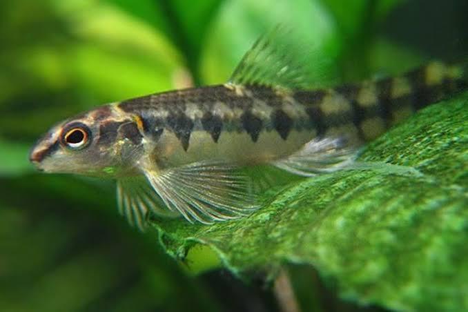 Mocinha (Characidium fasciatum)