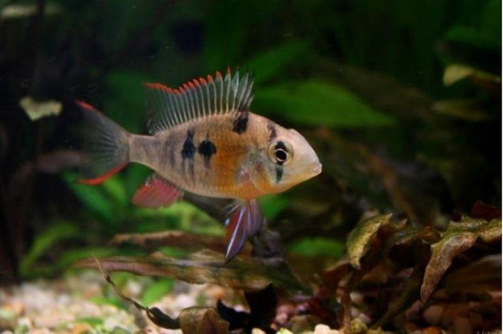 Papilochromis, Mikrogeophagus altispinosus