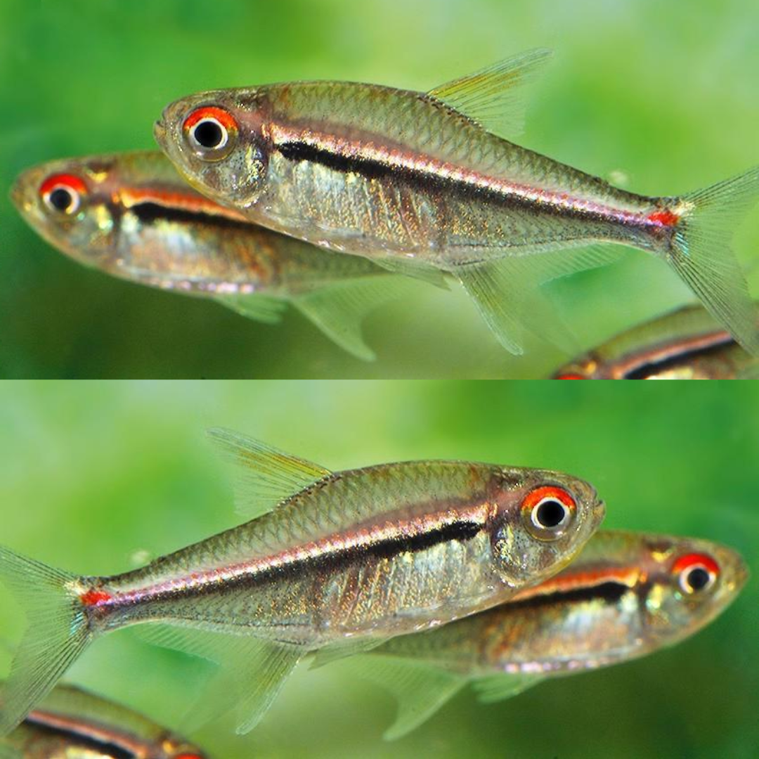 Tetra Bandeira (Hyphessobrycon heterorhabdus)10