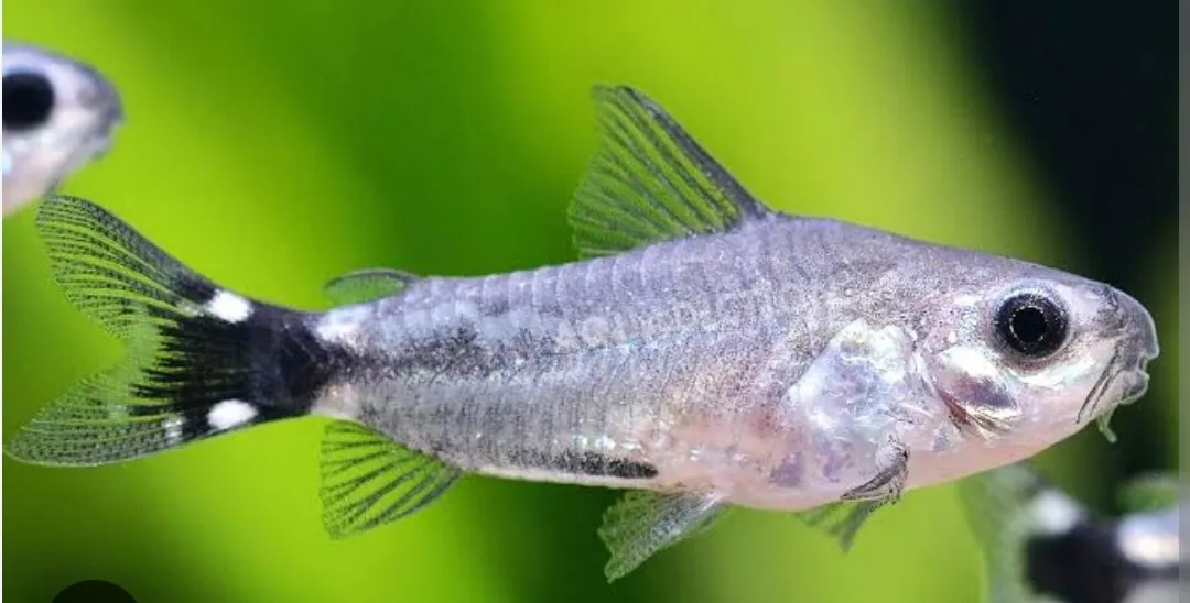 Corydoras hastatus