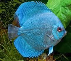 Acará disco Blue diamond