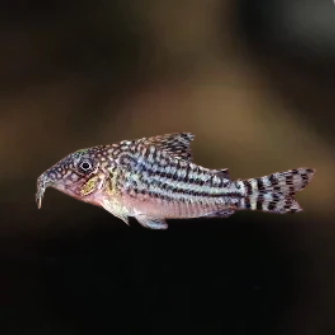 Corydora haraldschultzi