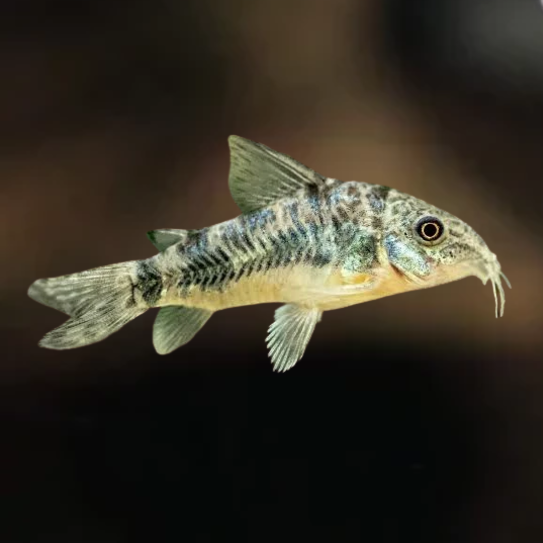 Corydoras paleatus