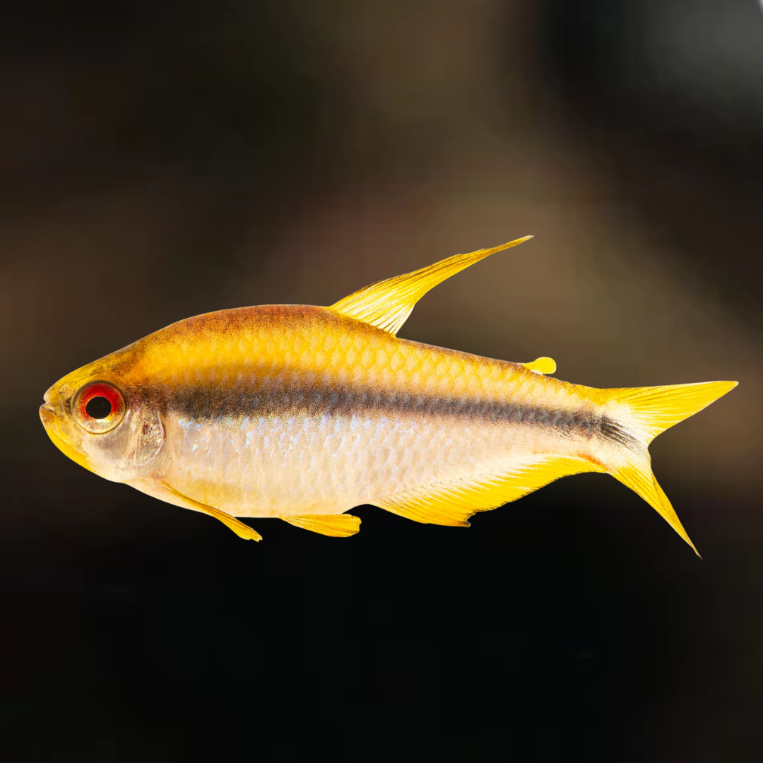 Hyphessobrycon notidianos yellow devil