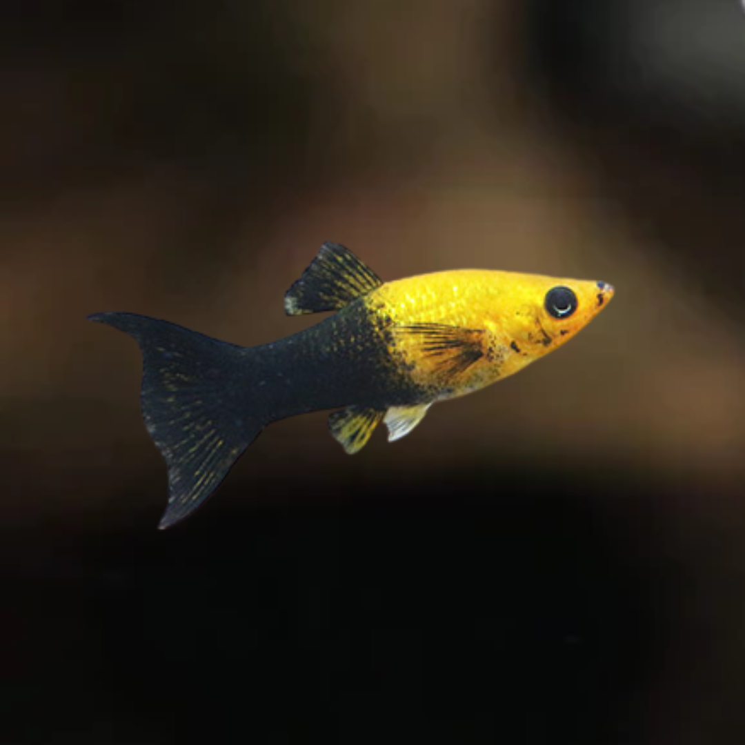 Molinesia Golden Black