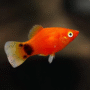 Platy Mickey