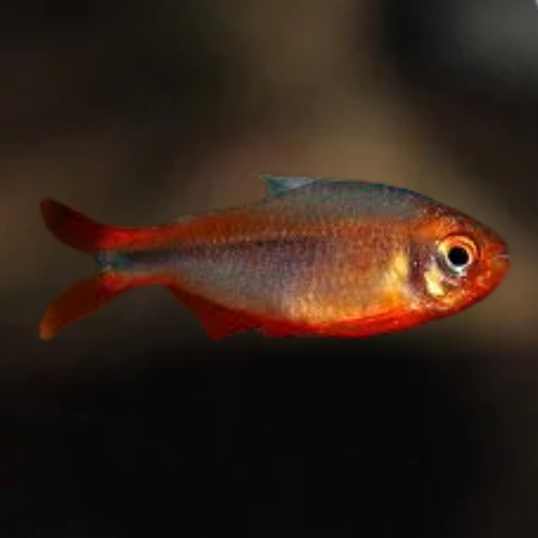 Tetra Mirmex