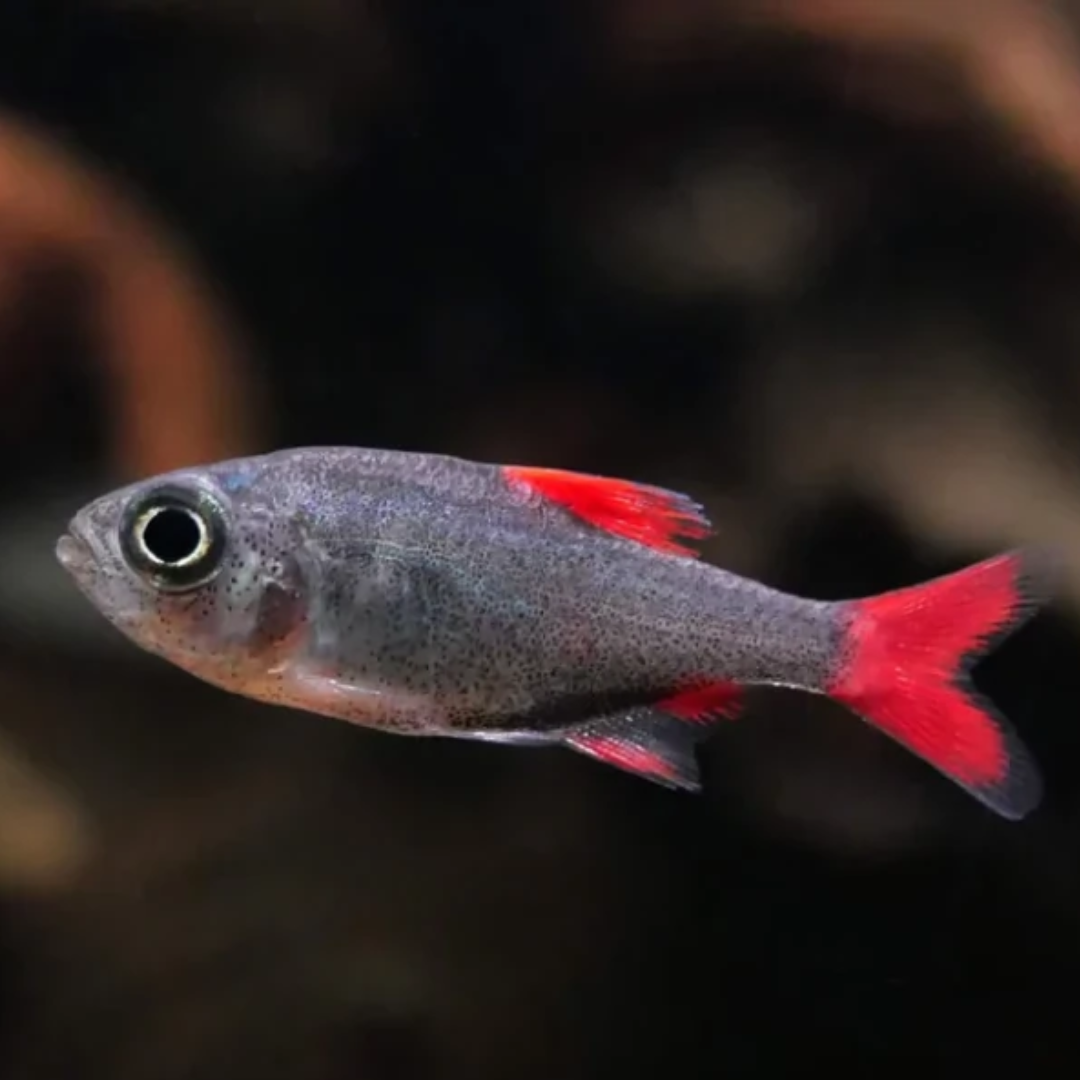 Tetra Eilyos