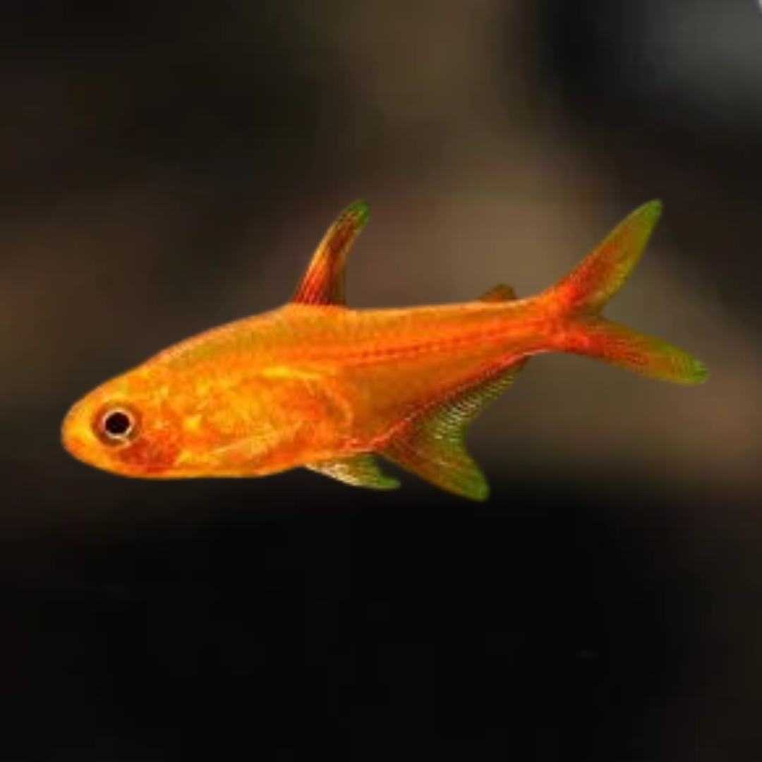 Hyphessobrycon amandae (Tetra Foguinho)