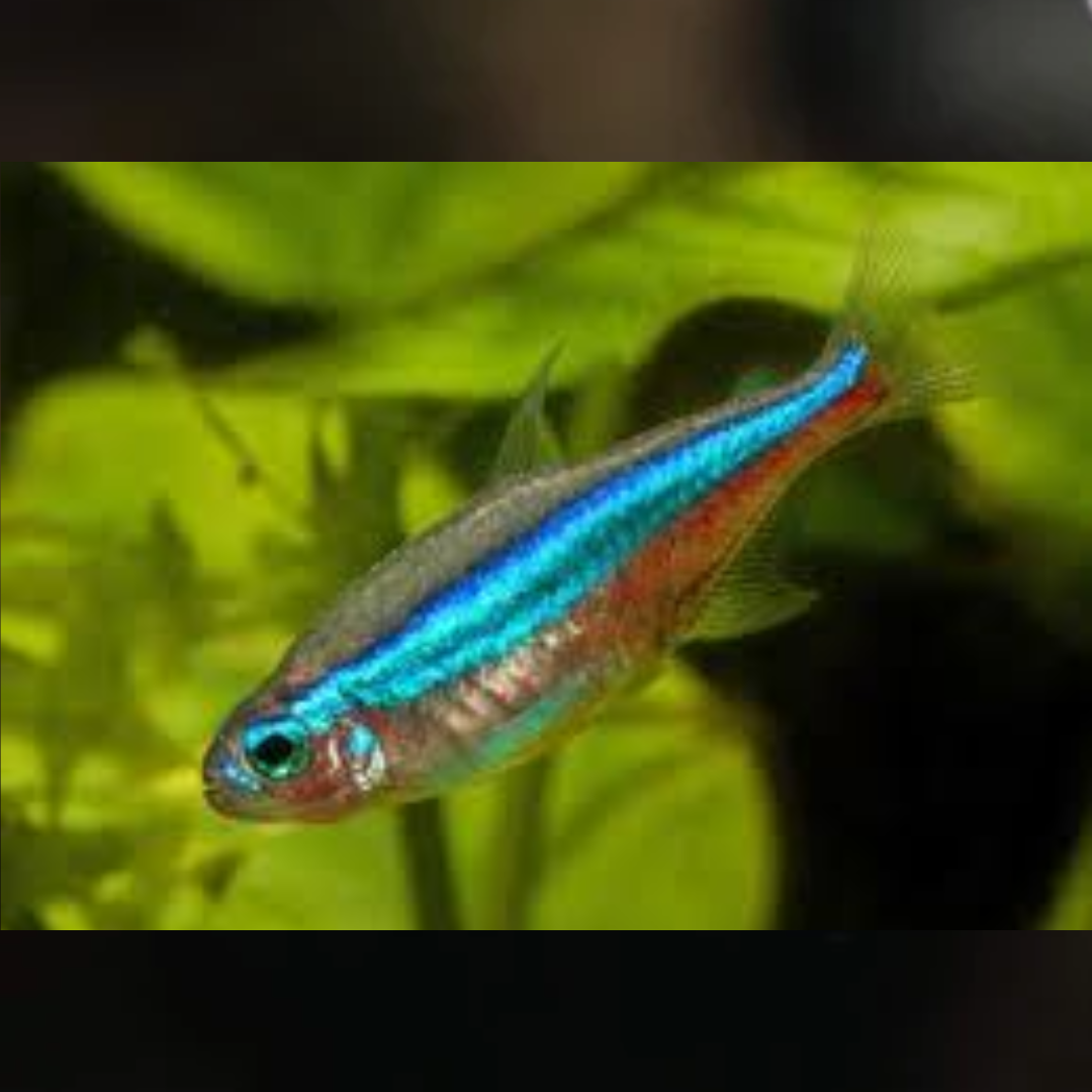 Tetra Neon Verde