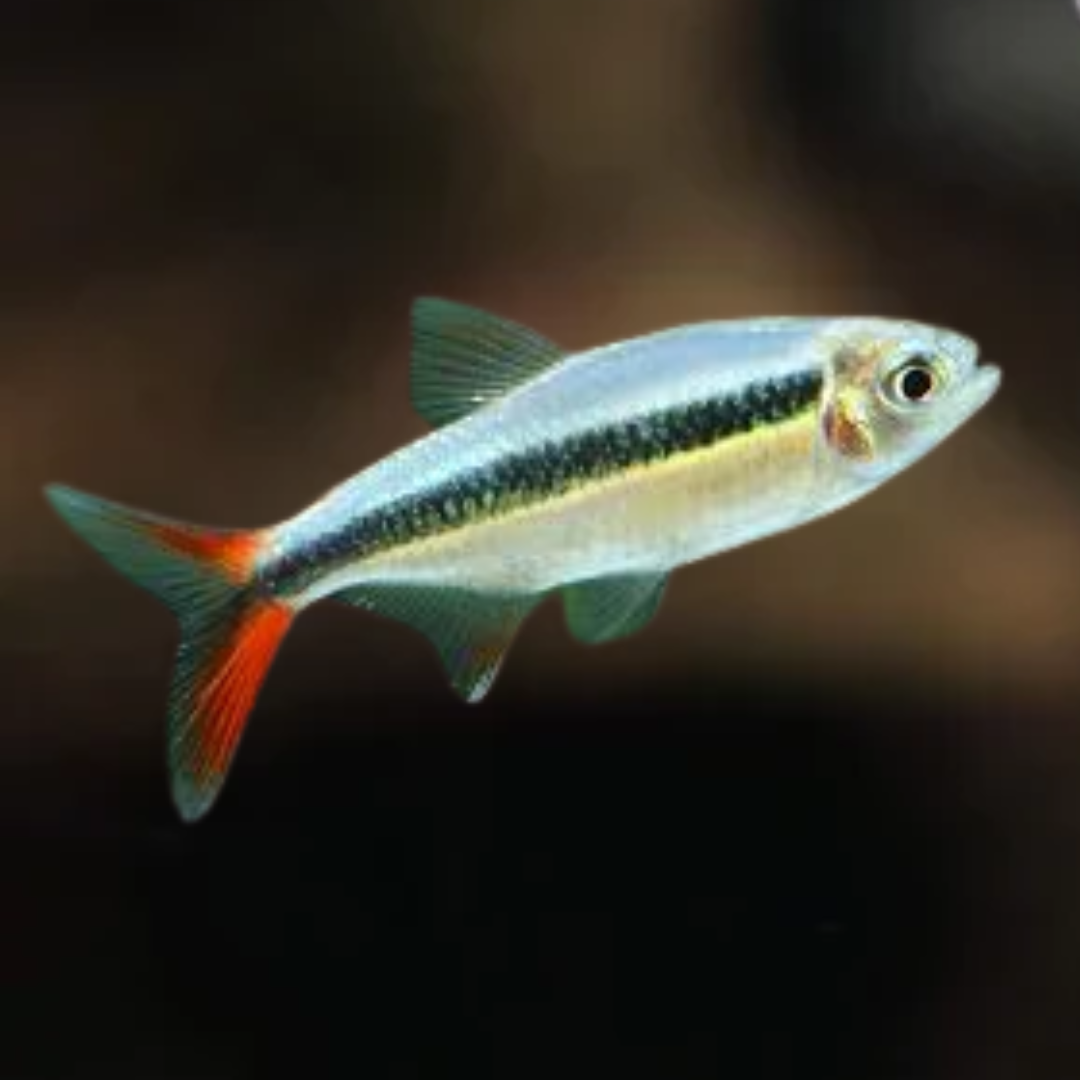 Tetra Pinguim Red Tail