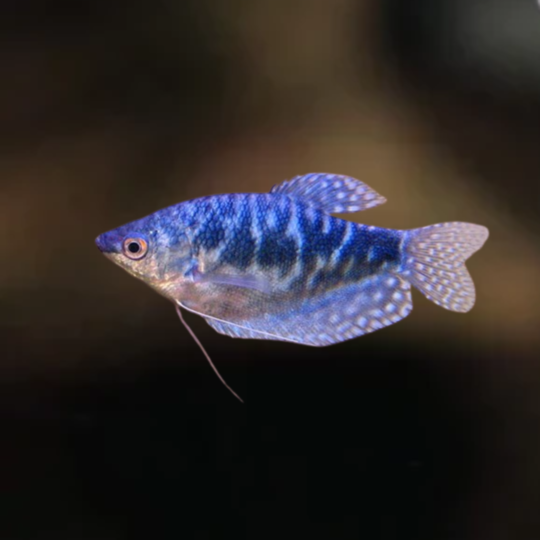 Tricougaster marmorato